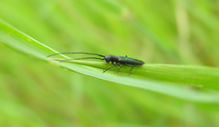 Theophilea subcylindricollis