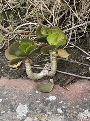 Cotyledon orbiculata oblonga