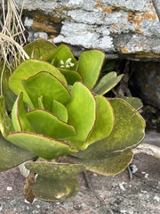 Cotyledon orbiculata oblonga