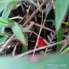Hygrocybe