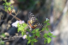 Chlosyne melitaeoides