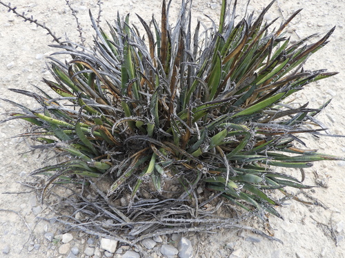 Image of Yucca endlichiana by (c) Leticia Jiménez Hernández, some rights reserved (CC BY-SA)