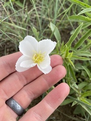 Oenothera coronopifolia