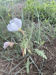 Oenothera coronopifolia
