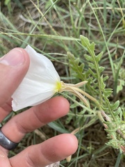 Oenothera coronopifolia