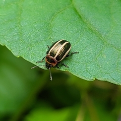 Calligrapha californica