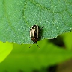 Calligrapha californica