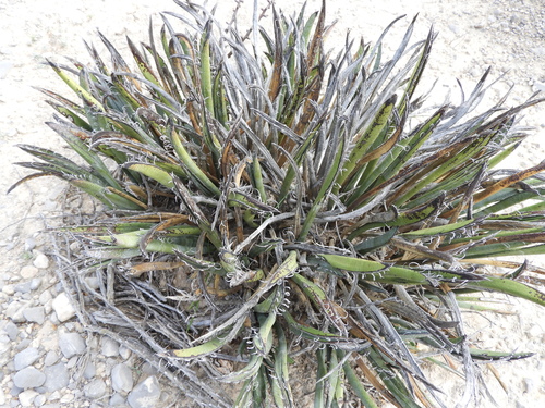 Yucca endlichiana