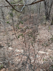 Vachellia campechiana
