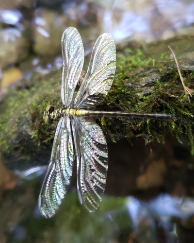 Southern Pygmy Clubtail photo 4