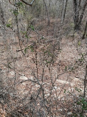 Vachellia campechiana
