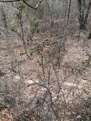 Vachellia campechiana