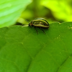 Calligrapha californica