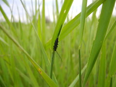Theophilea subcylindricollis