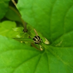 Calligrapha californica