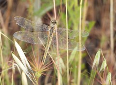 Sympetrum fonscolombii