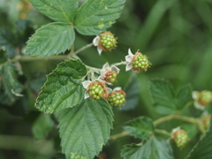 Rubus pascuus