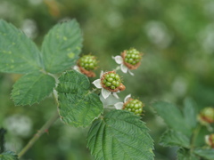 Rubus pascuus