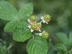 Rubus pascuus