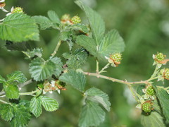 Rubus pascuus