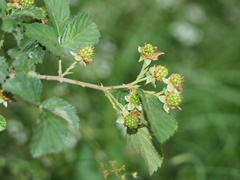 Rubus pascuus