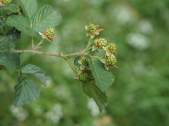 Rubus pascuus