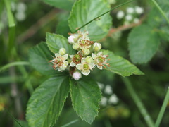 Rubus pascuus