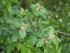 Rubus pascuus