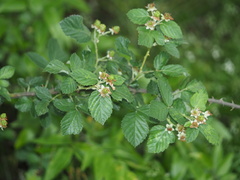 Rubus pascuus