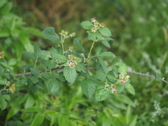 Rubus pascuus