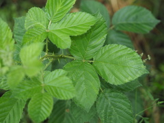 Rubus pascuus