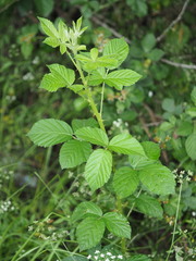 Rubus pascuus