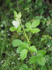 Rubus pascuus