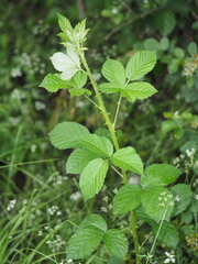 Rubus pascuus