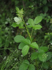 Rubus pascuus