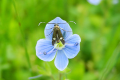 Cauchas leucocerella