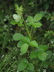 Rubus pascuus