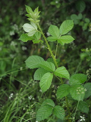 Rubus pascuus