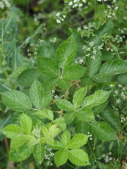 Rubus pascuus