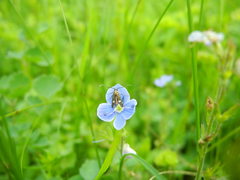 Cauchas leucocerella