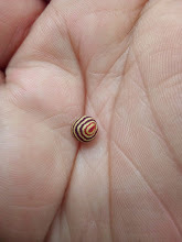 Kokkocynips doctorrosae