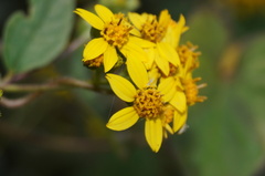 Hymenostephium cordatum