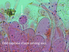 Scutellinia patagonica