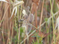 Sympetrum fonscolombii