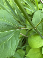 Tetragnatha straminea