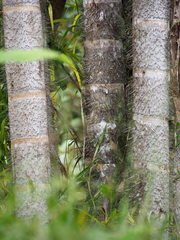 Bactris gasipaes chichagui