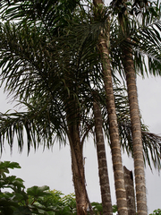 Bactris gasipaes chichagui