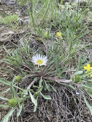 Townsendia grandiflora