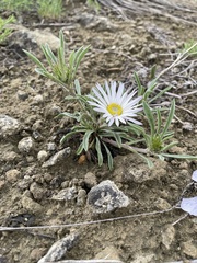 Townsendia grandiflora