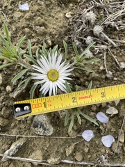 Townsendia grandiflora
